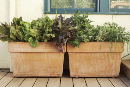 Edible Container Garden Ideas